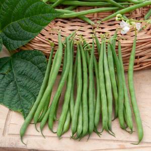 Haricot Nain Vert Skipper